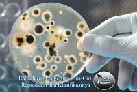 Eubacteria: Pengertian, Ciri-Ciri, Reproduksi dan Klasifikasinya