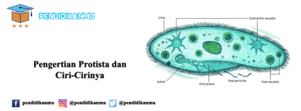 Pengertian Protista dan Ciri-Cirinya